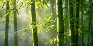 丰子恺||竹影